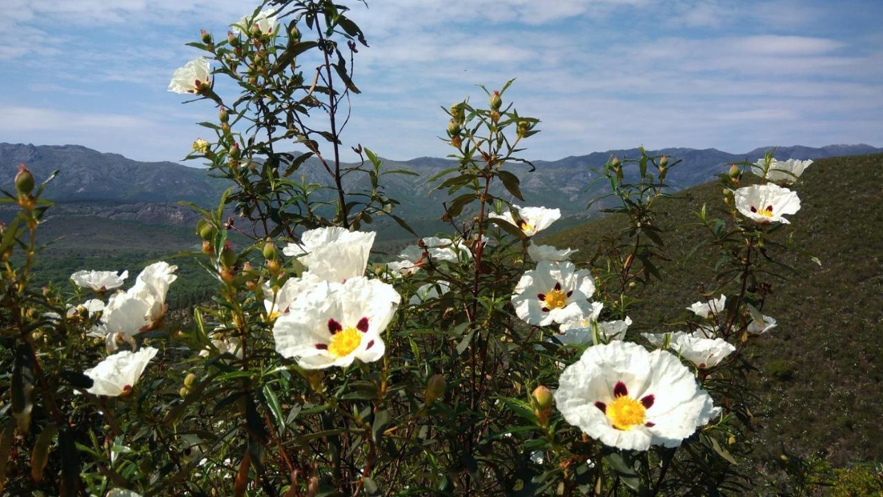 Casa Rural La Colmena Del Geoparque Navatrasierra Esterno foto